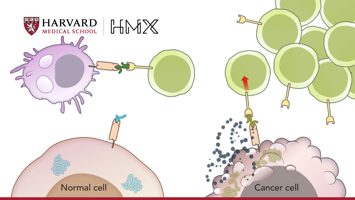 Immunology Online - HMX | Harvard Medical School