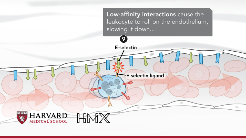 FAQ - HMX  Harvard Medical School